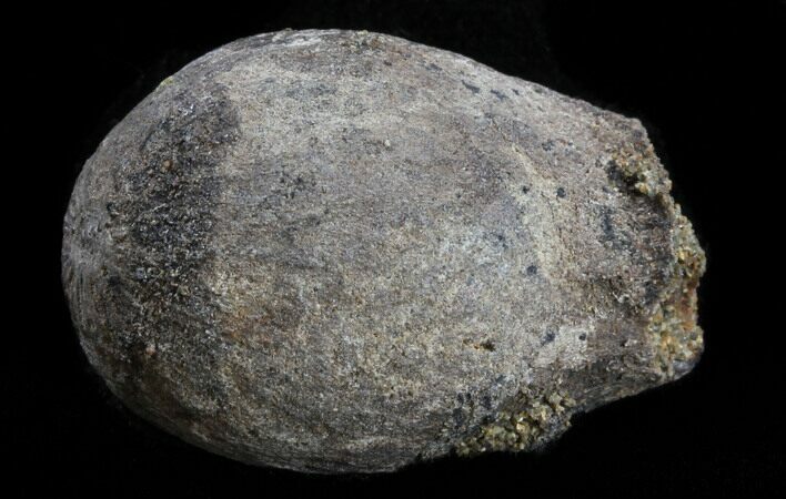 Cretaceous Palm Fruit Fossil - Hell Creek Formation #34517